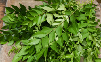 ਕੜ੍ਹੀ ਪੱਤੇ ਦੇ ਅਣਗਿਣਤ ਫਾਇਦੇ