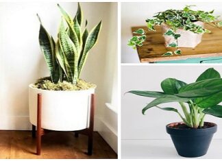 Air Purifying Plants