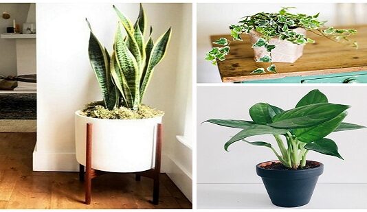 Air Purifying Plants